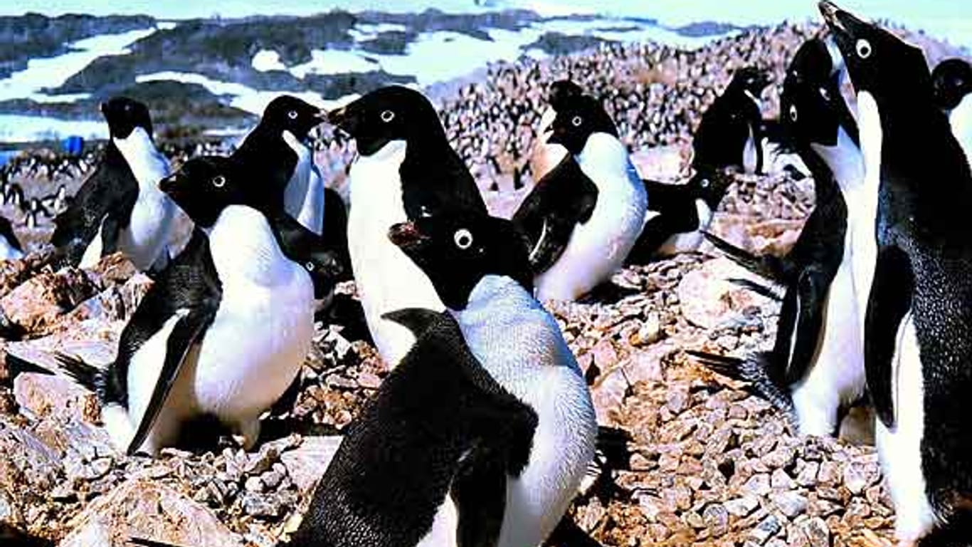 Adélie-Pinguine in der Antarktis: Die Tiere sind wahre Perverslinge