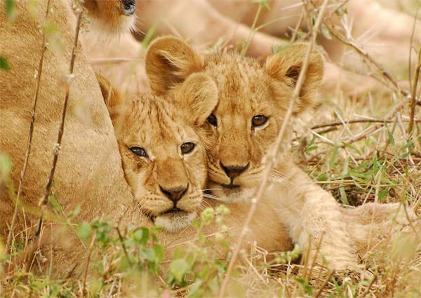 Im "Serengeti National Park" in Tansania kann man Löwenbabys in freier Wildbahn erleben.