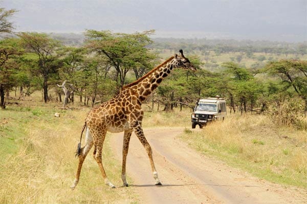 Ab und an kann es schon mal vorkommen, dass der Weg der Safariwagen von einer Giraffe gekreuzt wird.