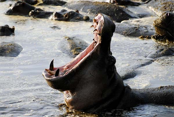 In den Mormella-Seen leben unzählige Flusspferde.