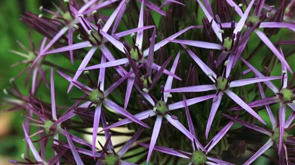 Allium