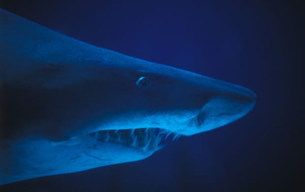 Schnarchen Haie eigentlich? Kinder können dieser Frage auf den Grund gehen und die Raubfische nachts beobachten.