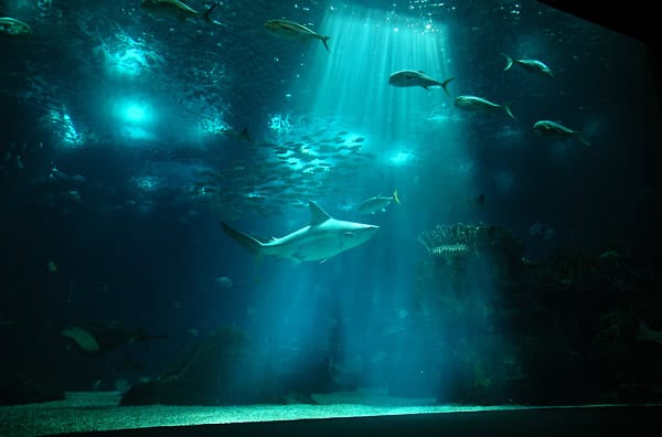Nicht nur Haie haben in dem Aquarium Platz - hier tümmeln sich auch andere Fischarten.