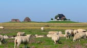 Auf Nordstrandischmoor leben 18 Bewohner auf vier Warften, zwei Kinder besuchen die Grund- und Hauptschule. Außerdem natürlich Schafe.