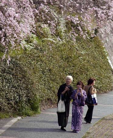 Wenn in Japan im Frühling die Zeit der Kirschblüte gekommen ist, verwandelt sich das ganze Land binnen weniger Tage in eine einzige Traumwelt aus samtig weichem hellrosa.
