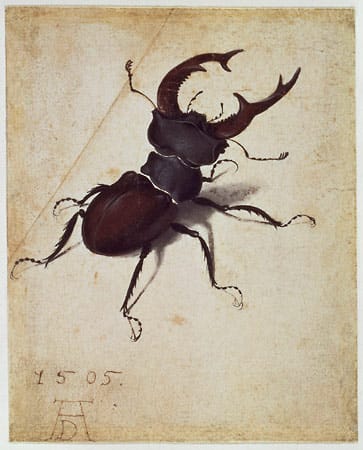 Und der "Hirschkäfer" von Albrecht Dürer. Und der "Hirschkäfer" von Albrecht Dürer.