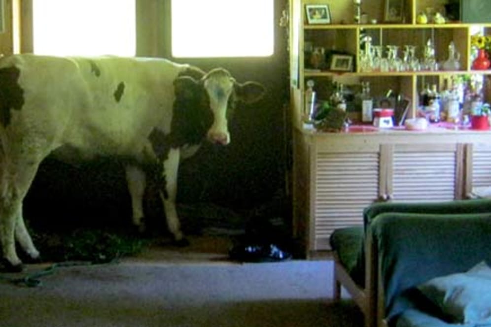 Überraschungsgast: Eine Kuh im Wohnzimmer
