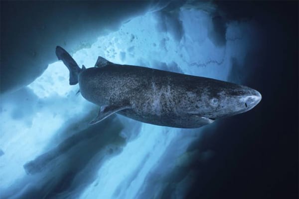 Der Grönlandhai schwimmt im Durchschnitt nicht schneller als einen Kilometer in der Stunde, fängt aber trotzdem wendige Robben