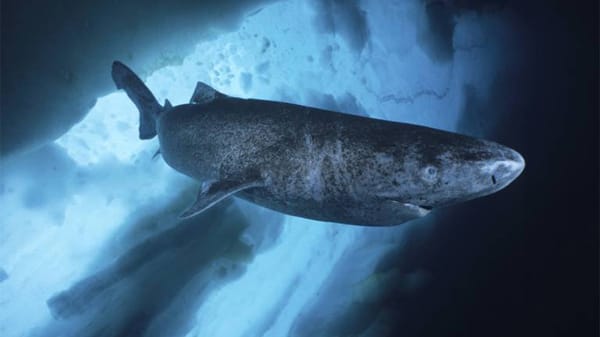 Der Grönlandhai schwimmt im Durchschnitt nicht schneller als einen Kilometer in der Stunde, fängt aber trotzdem wendige Robben Der Grönlandhai schwimmt im Durchschnitt nicht schneller als einen Kilometer in der Stunde, fängt aber trotzdem wendige Robben