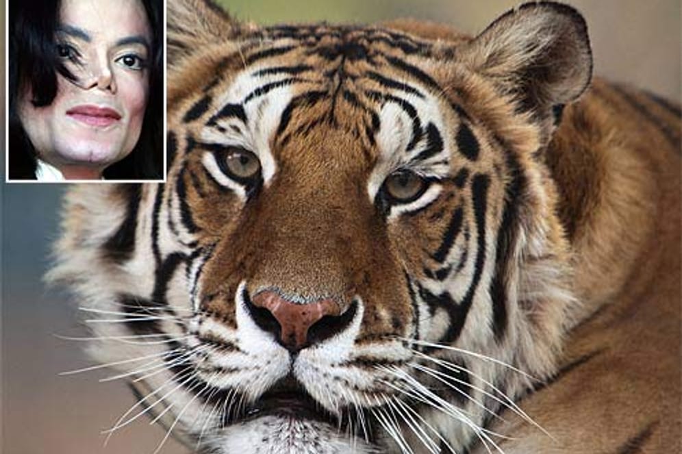 Tiger "Thriller" ist tot: Das Raubtier lebte bis 2006 bei Popstar Michael Jackson.