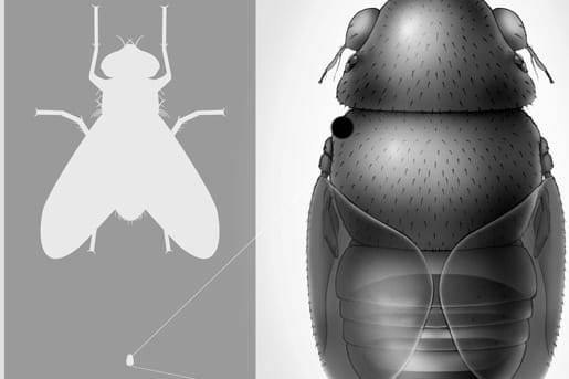 Kleinste Fliege der Welt: 15 mal kleiner als die gewöhnliche Stubenfliege