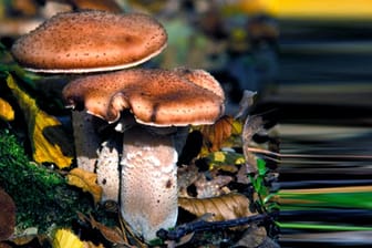 Der Dunkle Hallimasch (Armillaria mellea) ist essbar und gehört zu den sogenannten Ständerpilzen