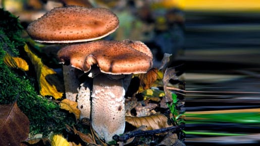 Der Dunkle Hallimasch (Armillaria mellea) ist essbar und gehört zu den sogenannten Ständerpilzen