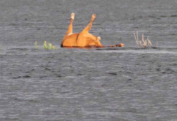 Eine an Milzbrand verendete Kuh ist in der Elbe in Brandenburg bei Lütkenwisch gefunden worden. Eine an Milzbrand verendete Kuh ist in der Elbe in Brandenburg bei Lütkenwisch gefunden worden.