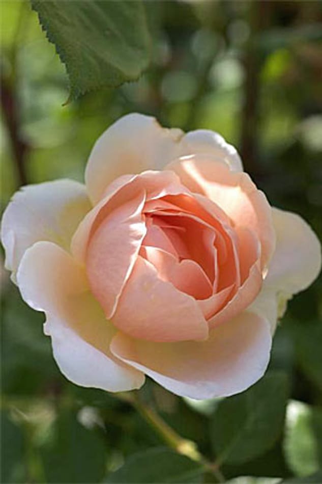 Rosen für den Kübel: Ambridge Rose