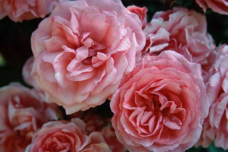 Rosen für den Kübel: Rosarium Uetersen