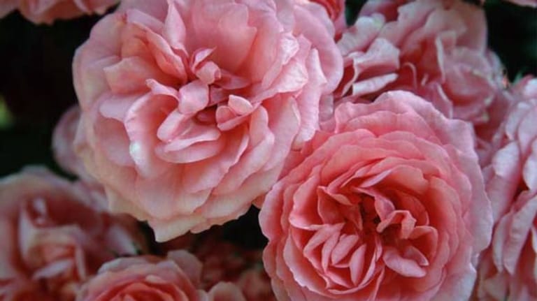 Rosen für den Kübel: Rosarium Uetersen
