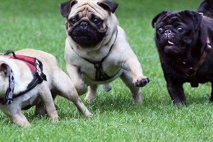 Hunderassen: Beim Mopsrennen in Berlin zeigte Möpse ihr Können. Ein Mops kann schnell laufen.