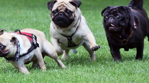 Hunderassen: Beim Mopsrennen in Berlin zeigte Möpse ihr Können. Ein Mops kann schnell laufen.