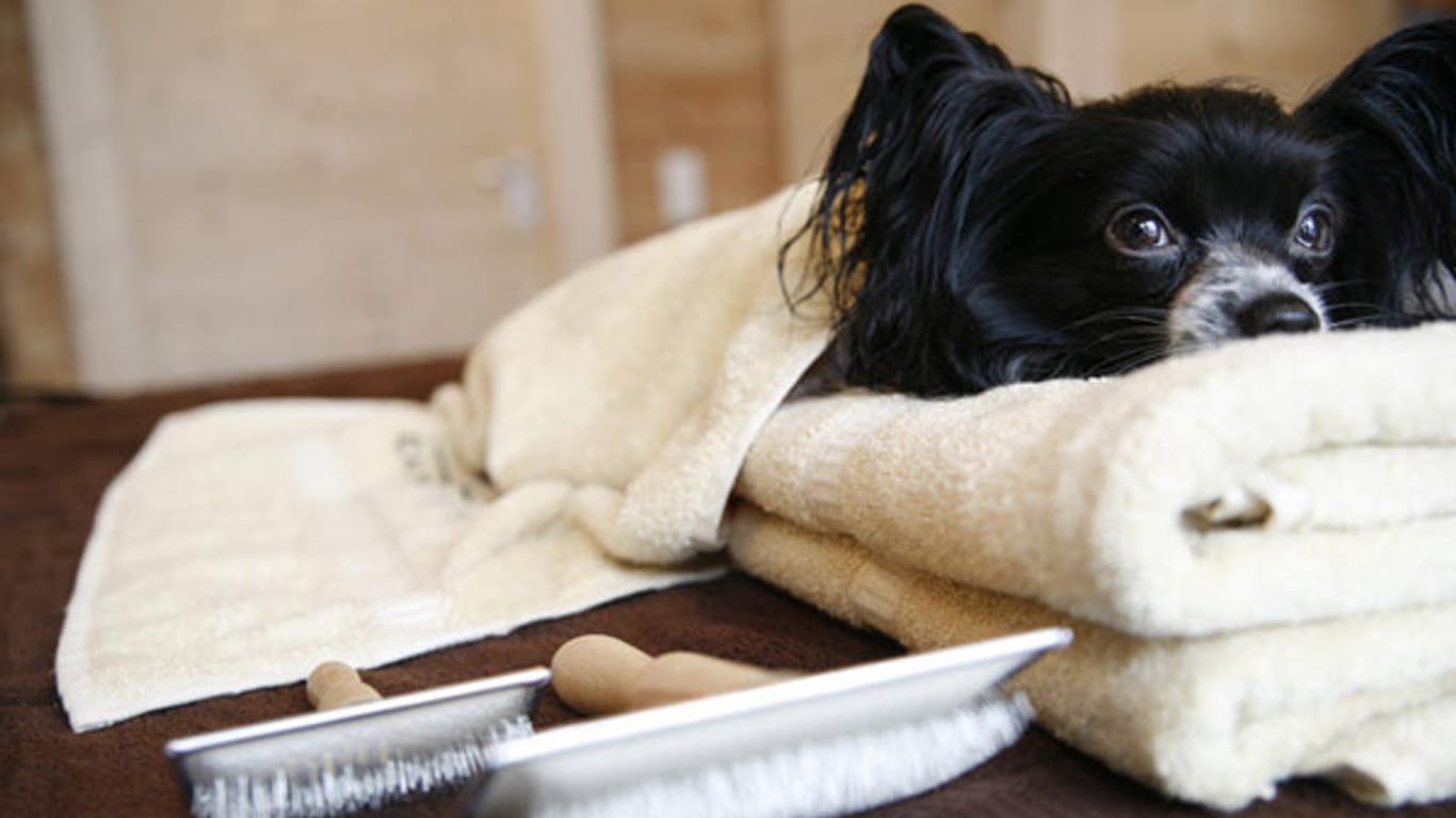 Im "Hunde-Spa": Streicheleinheiten und Fellpflege gehören zum Luxus für Vierbeiner.
