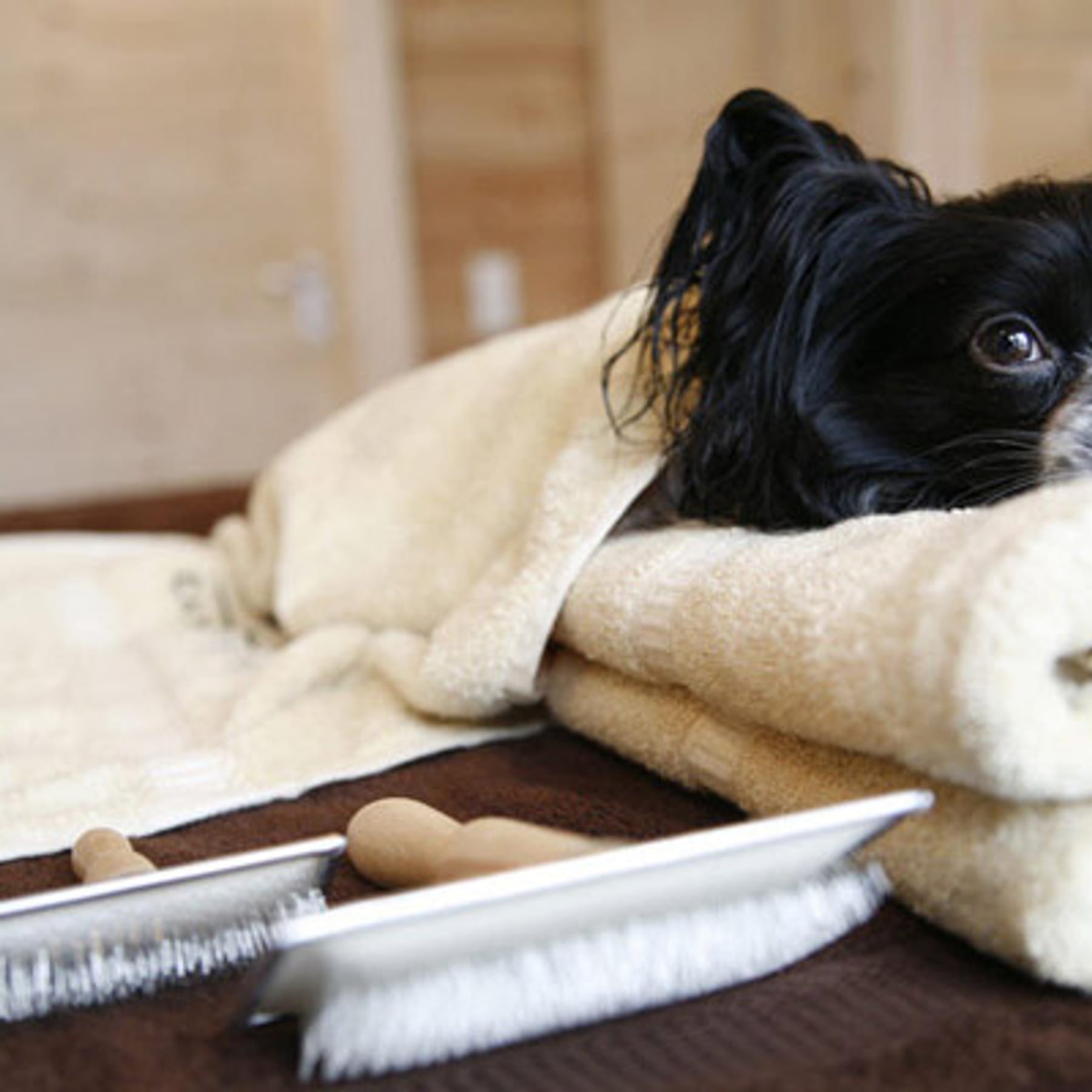 Diese Hotels sind nur für Vierbeiner: Canis Resort, Pfötchenhotel, Lalu  Hundepension