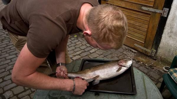 Fisch ausnehmen: Anleitung Schritt 1.