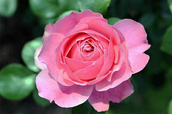 Rosen für den Kübel: Leonardo da Vinci