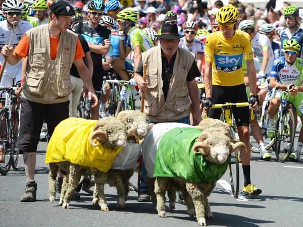 Die Tour de France ist immer auch Folklore. Kurz vor dem Start der letzten Etappe werden diese Schafe vorgeführt. Sie tragen ein Gelbes sowie ein Grünes und ein Weißes Trikot.