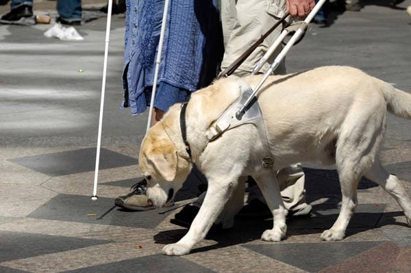 Ein Blindenhund führt einen Menschen durch die Stadt.