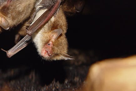 Fledermäuse können Fliegen nachts nur orten, wenn diese Sex haben