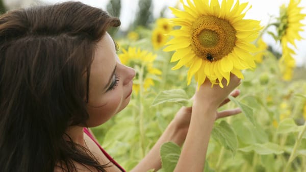 Sonnenblumen für die Gartengestaltung nutzen