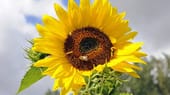 Sonnenblumen für die Gartengestaltung nutzen