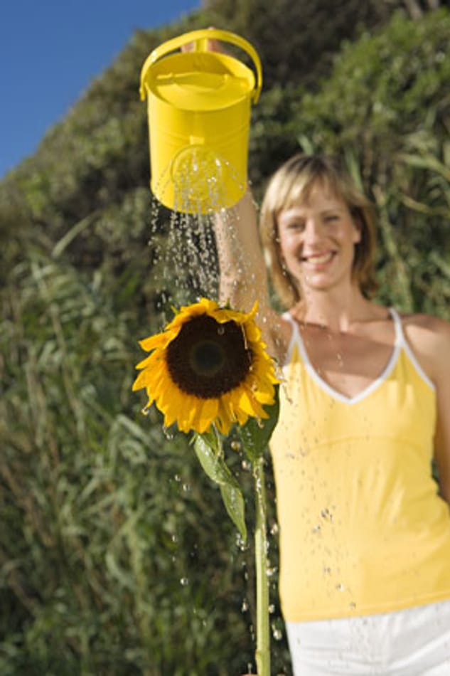 Sonnenblumen für die Gartengestaltung nutzen