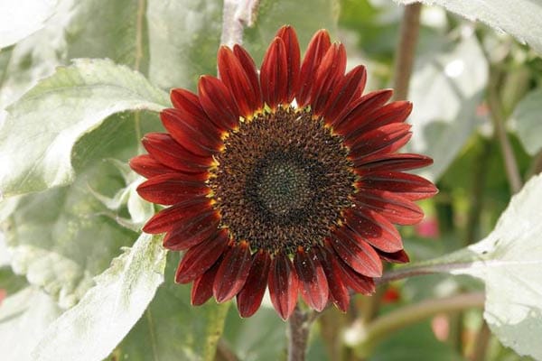 Sonnenblumen für die Gartengestaltung nutzen
