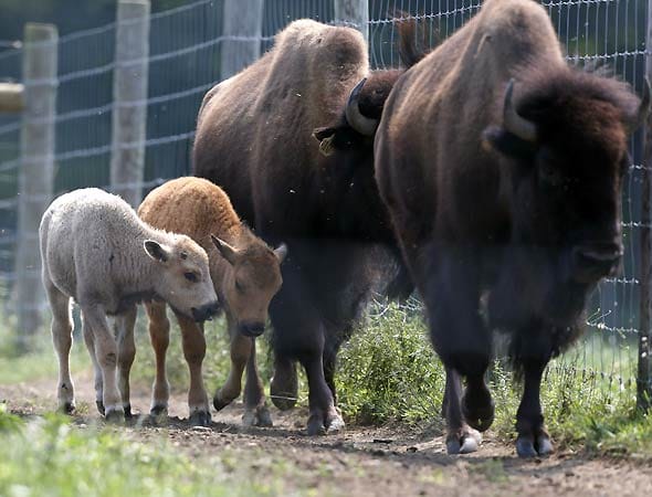 Ein weißes Bison-Kalb. Ein weißes Bison-Kalb.