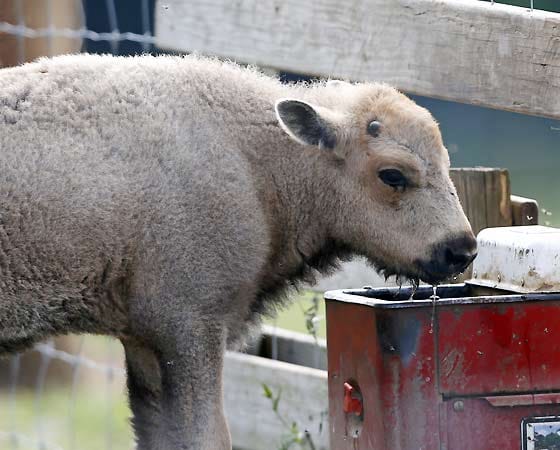 Ein weißes Bison-Kalb. Ein weißes Bison-Kalb.