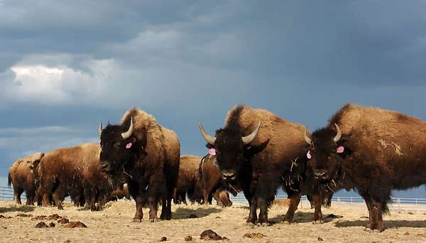 Eine Bison-Herde. Eine Bison-Herde.
