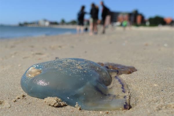 Eine tote Qualle am Strand auf der Nordseeinsel Föhr.