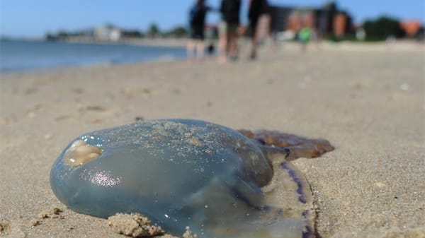 Eine tote Qualle am Strand auf der Nordseeinsel Föhr.