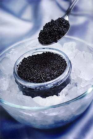 Purer Luxus ist natürlich Kaviar. Die teuersten Fischeier liefert der Stör, dessen nach Größe geordnete Sorten Sevruga, Osietra und Beluga wegen der Wilderei selbst in Russland kaum noch zu bekommen, geschweige denn zu bezahlen sind. Preiswertere Varianten stammen aus der Zucht.