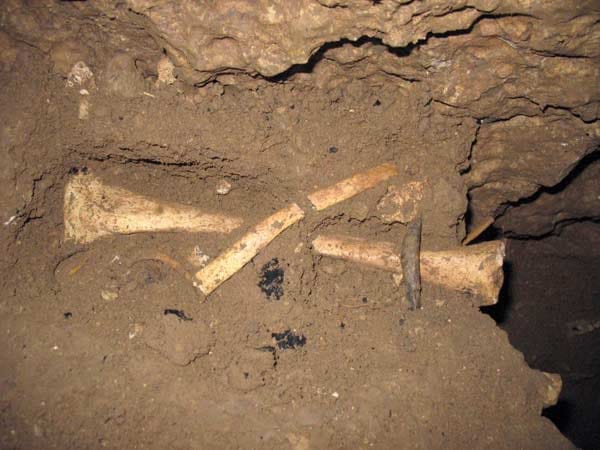 Wilde Mischung: Die Forscher fanden menschliche Überreste aus der Zeit um 3600 v. Chr. vermischt mit Tierknochen in den oberen Schichten in der Blätterhöhle. Hier wurde ein menschlicher Unterschenkel zusammen mit einer Rippe und dem Brustwirbel eines Kindes mit Tierknochen und großen Holzkohlestücken entdeckt. Wilde Mischung: Die Forscher fanden menschliche Überreste aus der Zeit um 3600 v. Chr. vermischt mit Tierknochen in den oberen Schichten in der Blätterhöhle. Hier wurde ein menschlicher Unterschenkel zusammen mit einer Rippe und dem Brustwirbel eines Kindes mit Tierknochen und großen Holzkohlestücken entdeckt.