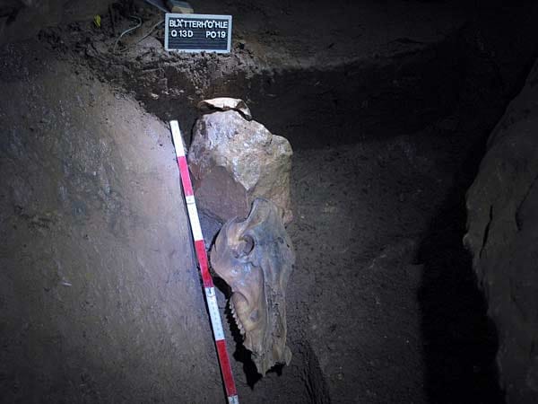 Wildschweinschädel und Stirnbein eines Menschen (hinter dem Stein): In der Blätterhöhle wurden menschliche Überreste aus der Mittelsteinzeit zusammen mit drei Wildschweinschädeln gefunden. Die Schädel waren ohne Unterkiefer und ohne ihre markanten Eckzähne in der Höhle deponiert worden. Wildschweinschädel und Stirnbein eines Menschen (hinter dem Stein): In der Blätterhöhle wurden menschliche Überreste aus der Mittelsteinzeit zusammen mit drei Wildschweinschädeln gefunden. Die Schädel waren ohne Unterkiefer und ohne ihre markanten Eckzähne in der Höhle deponiert worden.