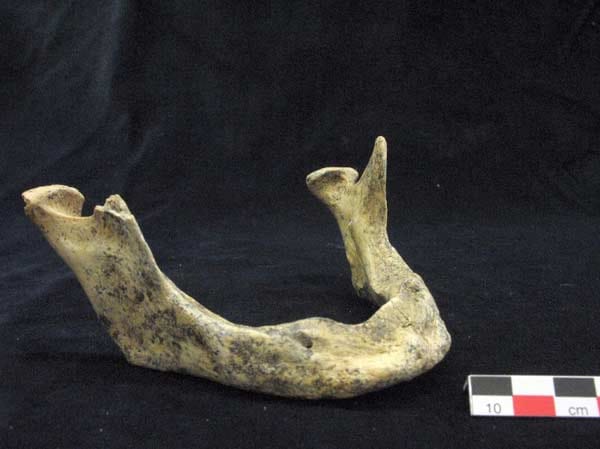 ...anhand des völlig zahnlosen Kiefers eines anderen jungsteinzeitlichen Menschen aus der Blätterhöhle. Warum der Mensch zu Lebzeiten alle Zähne verlor, ist unbekannt. Die Forscher vermuten Entzündungen im Bereich der Zahnwurzeln. Immerhin hat der frühere Besitzer des Kiefers den Zahnverlust um mehrere Jahre überlebt. ...anhand des völlig zahnlosen Kiefers eines anderen jungsteinzeitlichen Menschen aus der Blätterhöhle. Warum der Mensch zu Lebzeiten alle Zähne verlor, ist unbekannt. Die Forscher vermuten Entzündungen im Bereich der Zahnwurzeln. Immerhin hat der frühere Besitzer des Kiefers den Zahnverlust um mehrere Jahre überlebt.