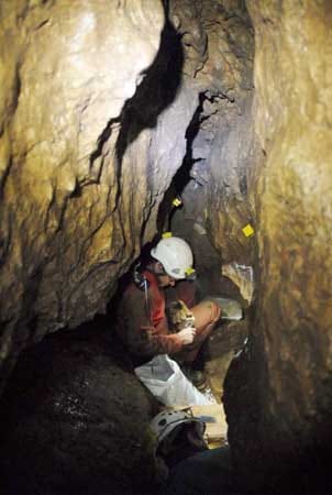 Ausgrabungsarbeiten in der Blätterhöhle: Die Archäologen arbeiten in Anzügen, um sich selbst vor Schmutz und Nässe sowie die Fundstücke vor Kontaminierung mit moderner DNA zu schützen. Ausgrabungsarbeiten in der Blätterhöhle: Die Archäologen arbeiten in Anzügen, um sich selbst vor Schmutz und Nässe sowie die Fundstücke vor Kontaminierung mit moderner DNA zu schützen.