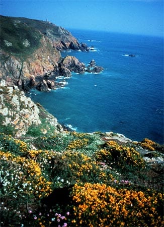 Blühende Klippen auf Guernsey - im Frühsommer verwandeln sich die felsigen Kanalinseln in ein Blumenmeer.