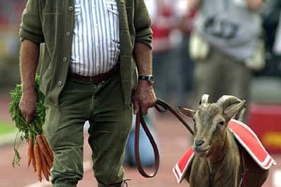 Hennes VII. verbringt die Heimspiele des 1. FC Köln an der Seite Bauer Wilhelm Schäfer auf der Tartanbahn des Müngersdorfer Stadions.