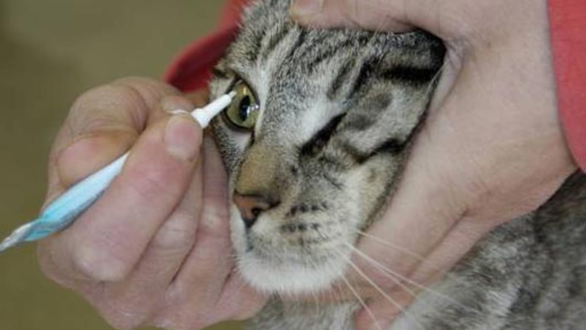 Bindehautentzündung bei Katzen