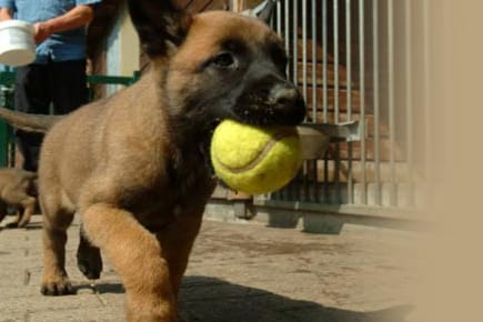 Die Hunde sollten entspannt und die Umgebung sauber sein