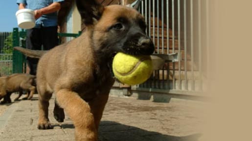 Die Hunde sollten entspannt und die Umgebung sauber sein