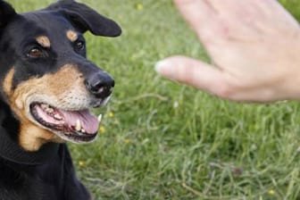 Hundeerziehung: Konsequentes Handeln ist wichtig